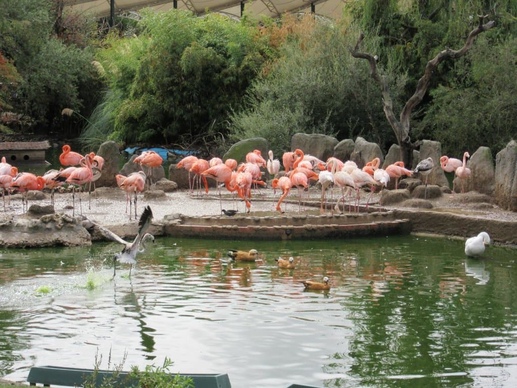 Flamencos rosas