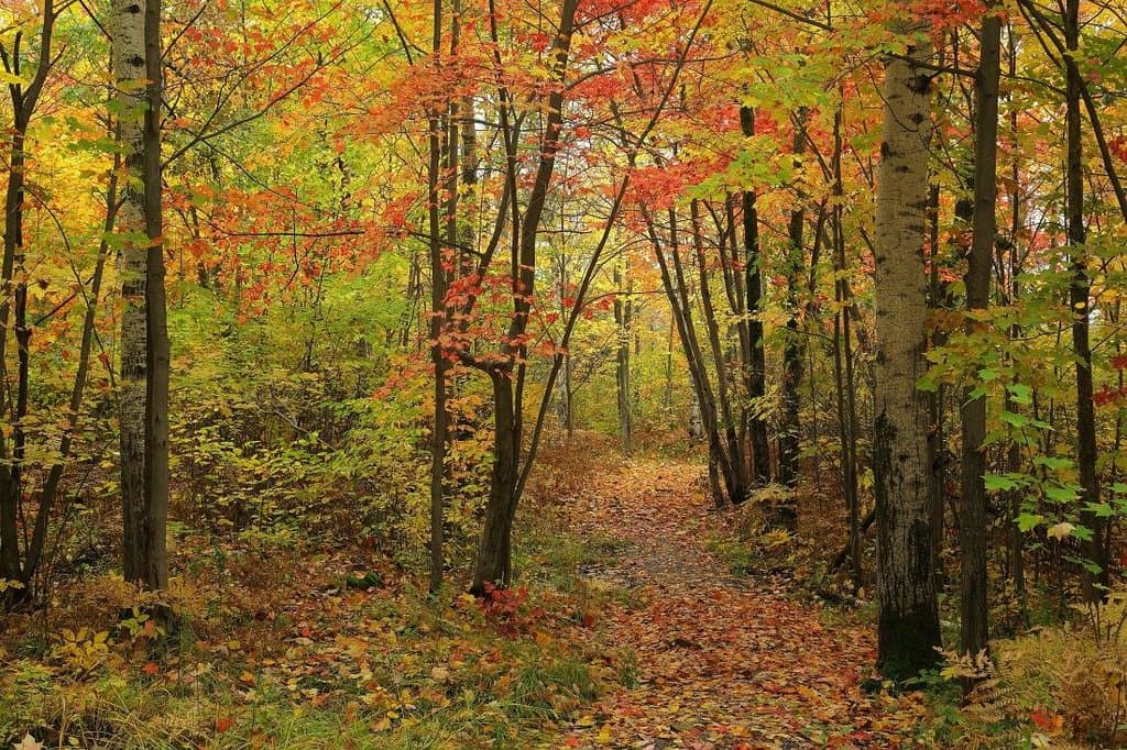 Autumn colours along main trail of Laurier Woods CA