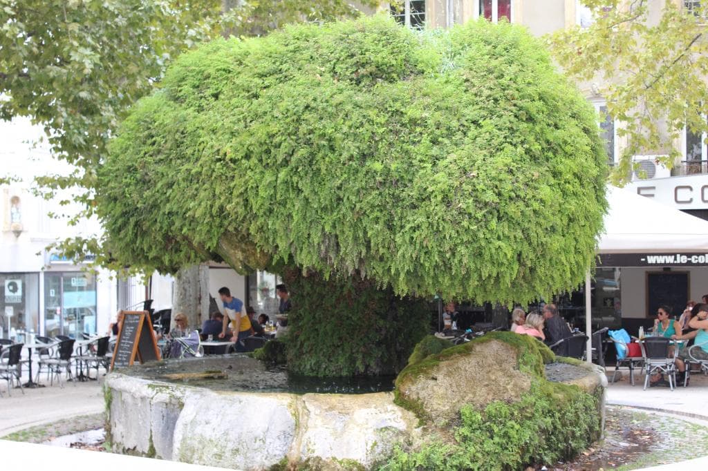 Planta - atração na praça.