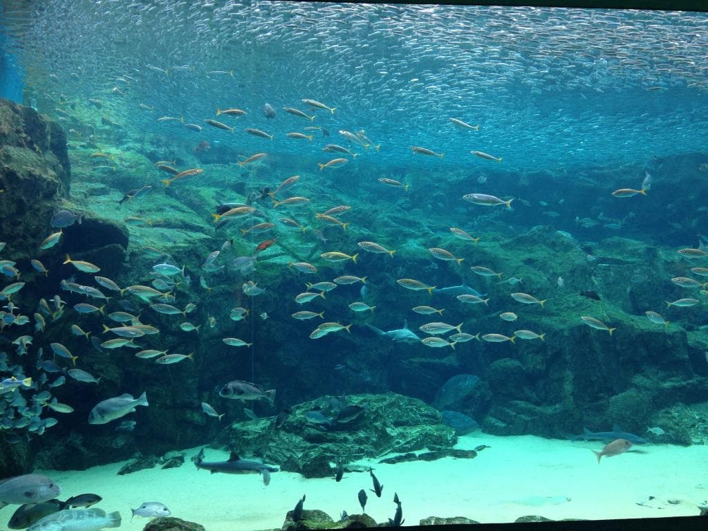 魚の大群