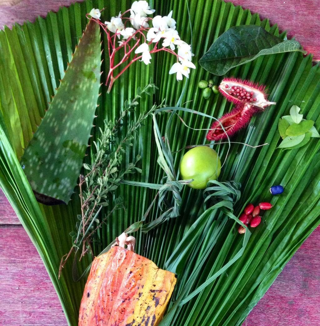 Some of the amazing species we encountered and were sent home with (cacao, sandpaper leaves, see