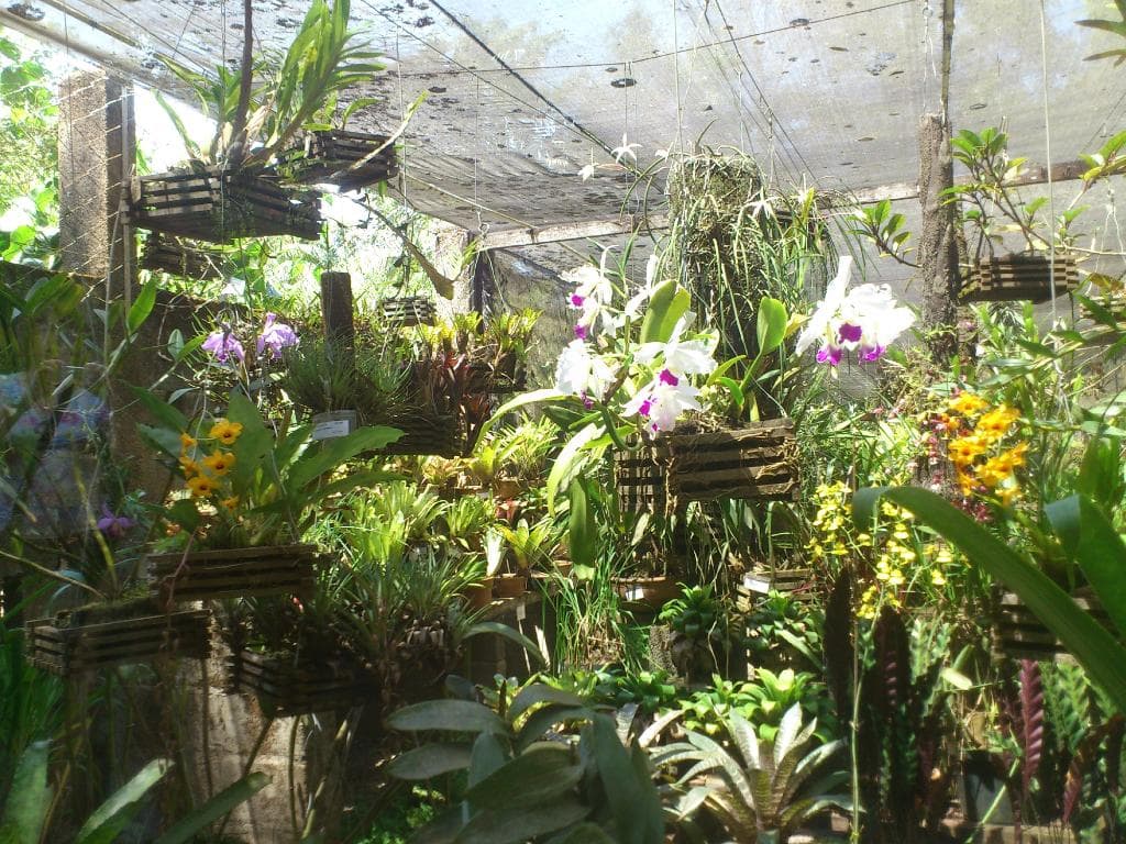 Orquidário