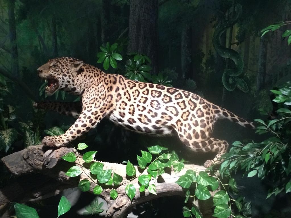 Jaguar