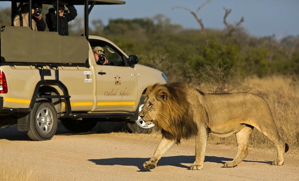 Game drive with Lions
