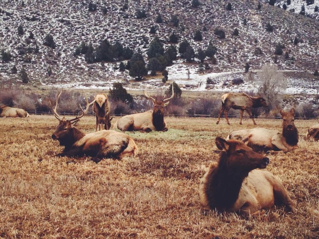 Elk