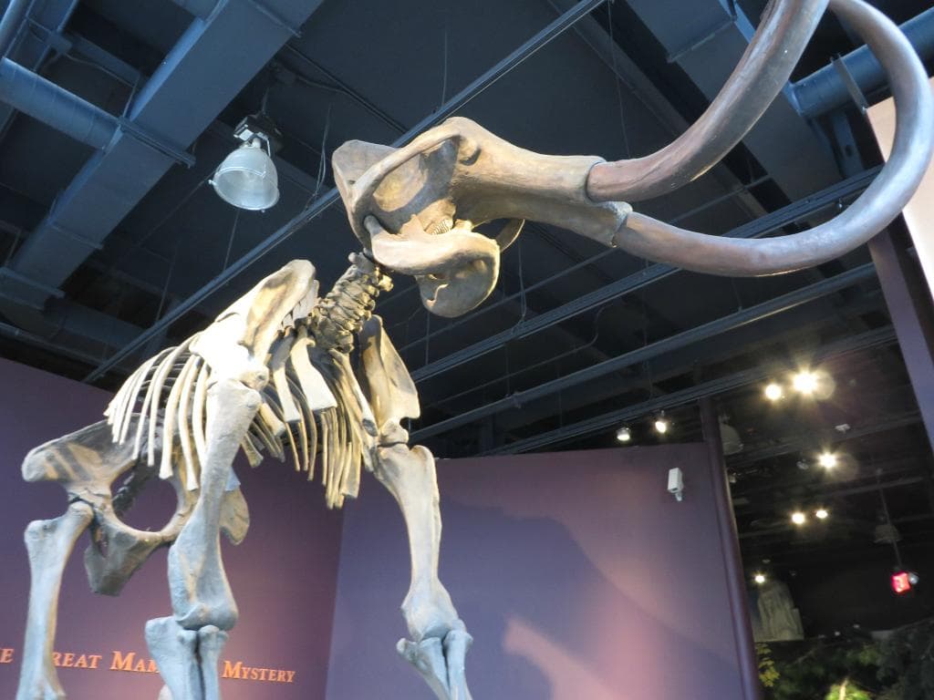 Mammoth