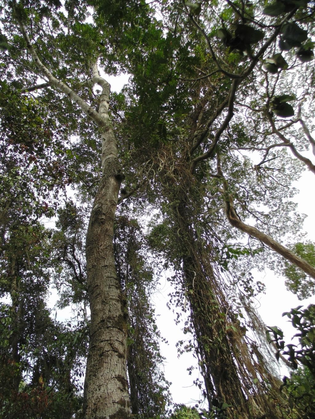 Árvores dentro da trilha no parque
