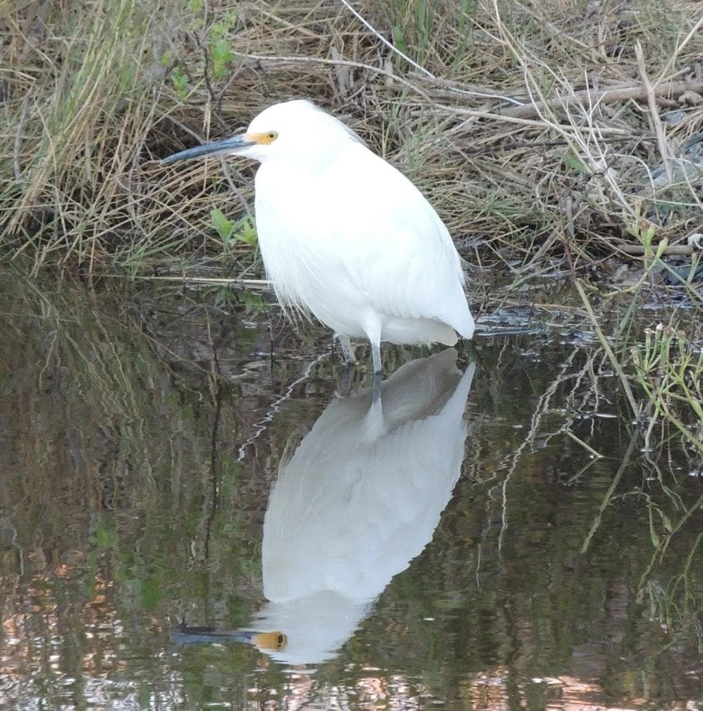 Snowy Egret