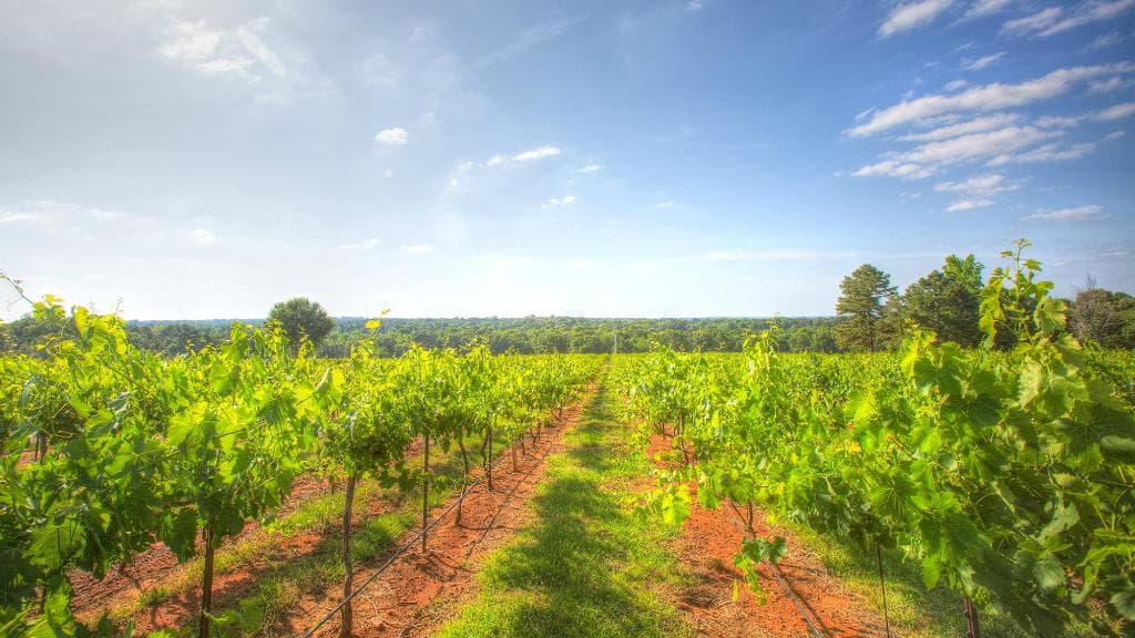 The vineyard at Kiepersol