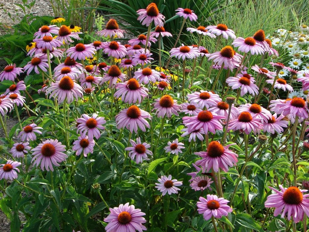 Purple coneflower