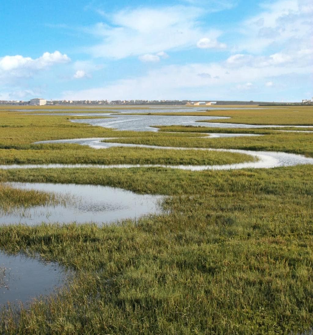 Seal Beach National Wildlife Refuge - Tidal Salt Marsh