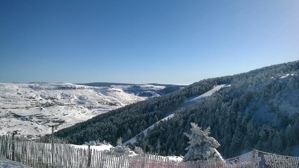 Looking across to a run through the trees
