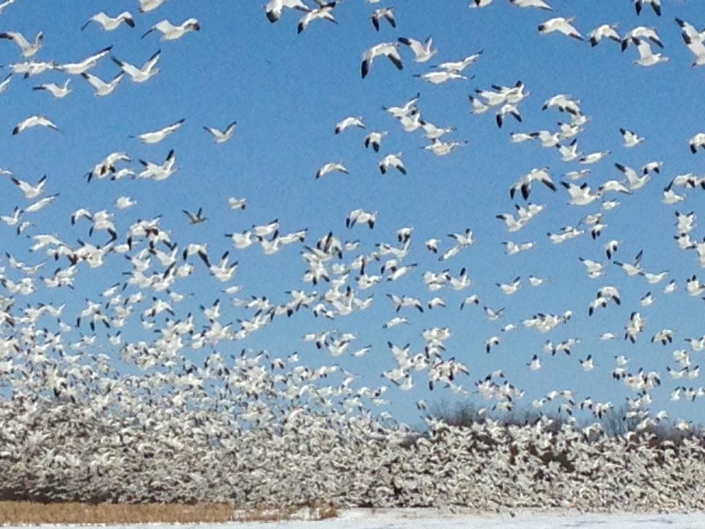 Snow goose lift off.