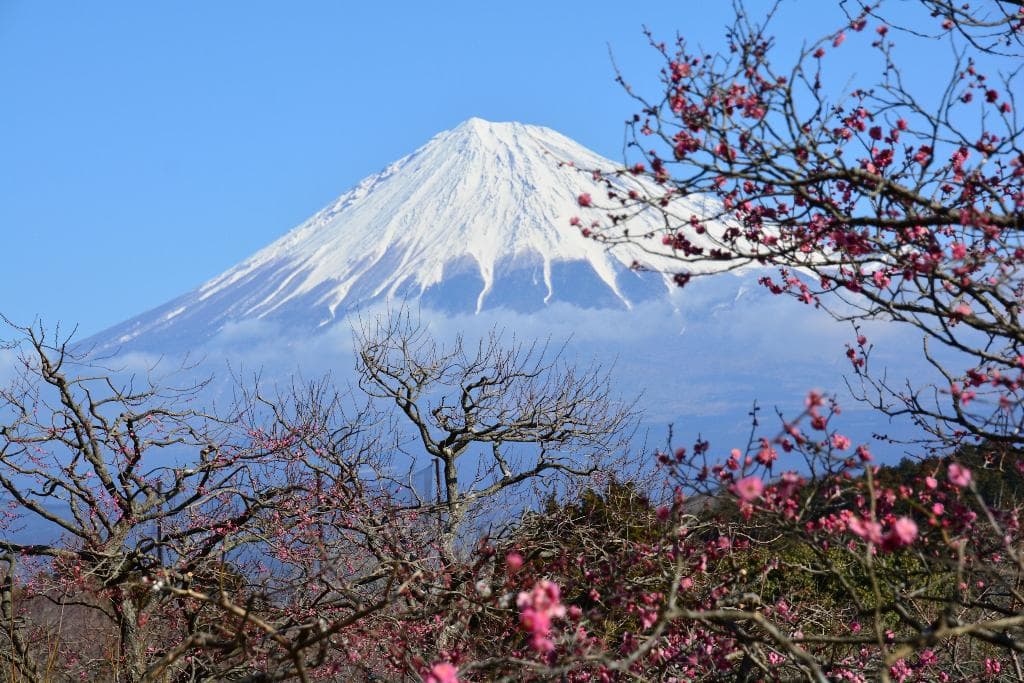 岩本山梅園