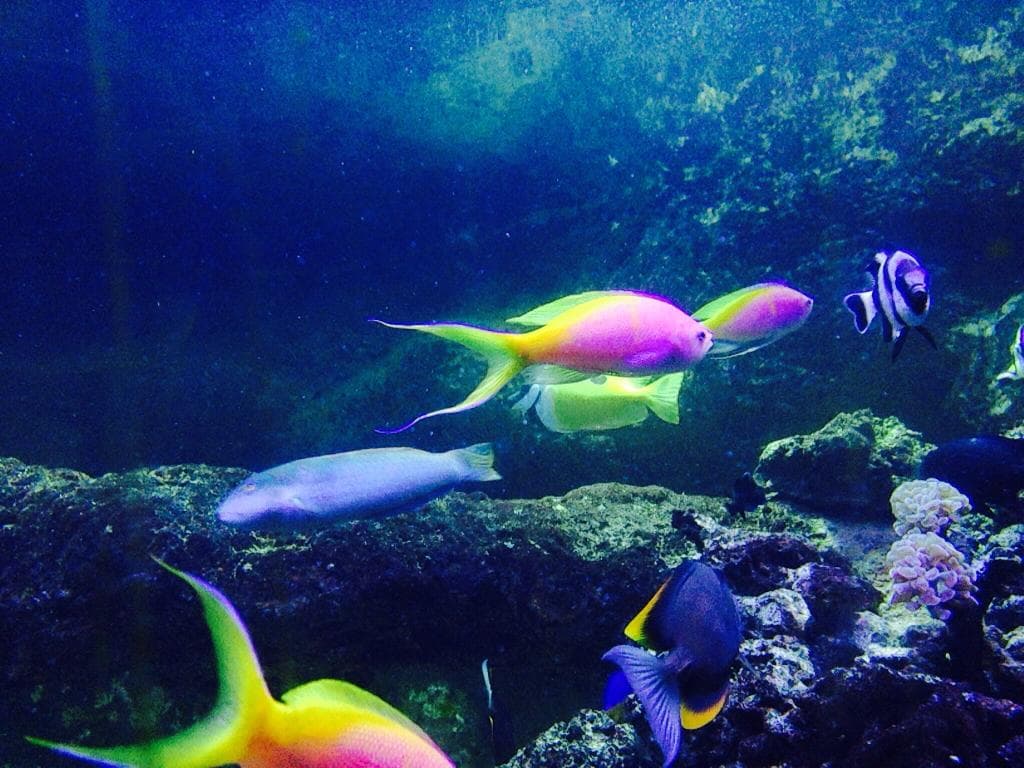 Aquarium