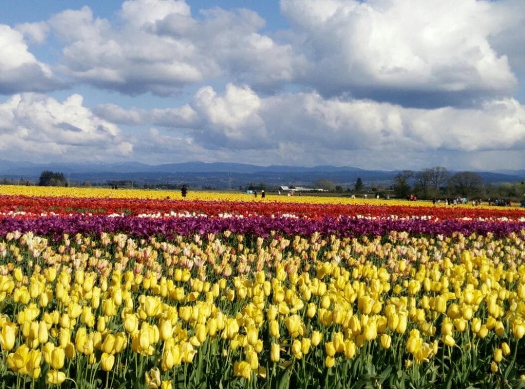 Wooden Shoe Tulip Farm