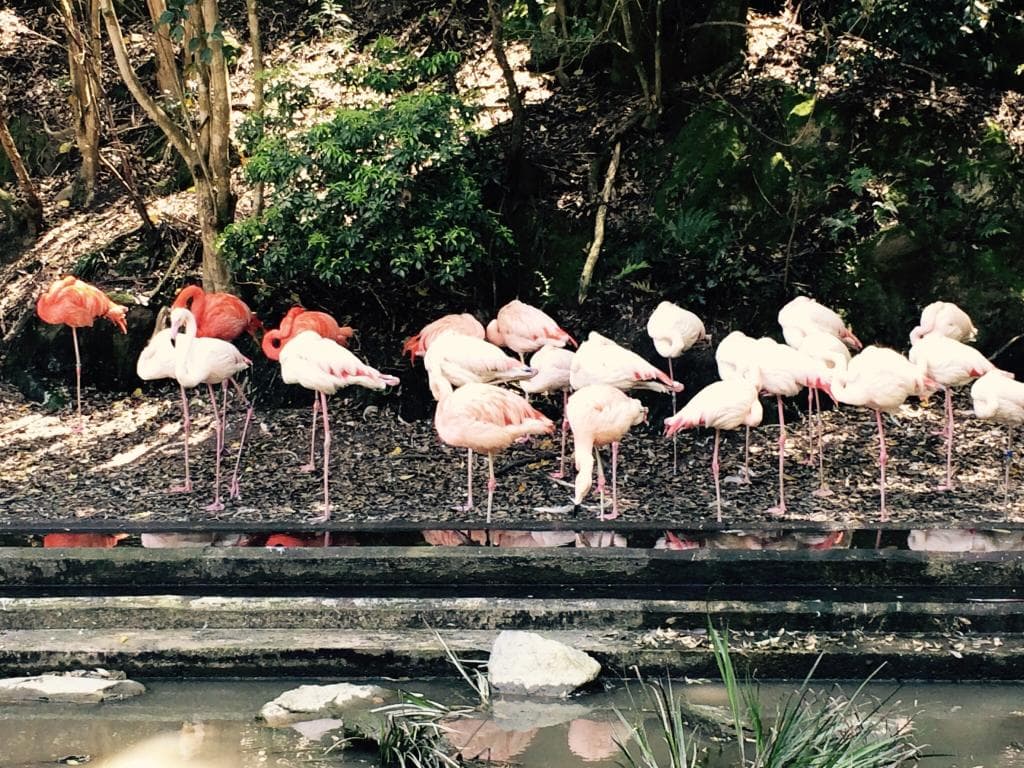 Flamingos. Hanging out