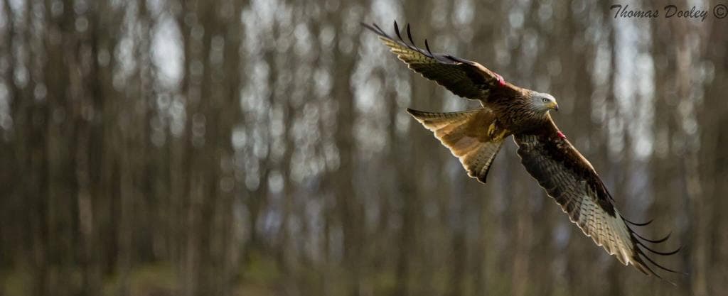 Red kite not tagged in flight
