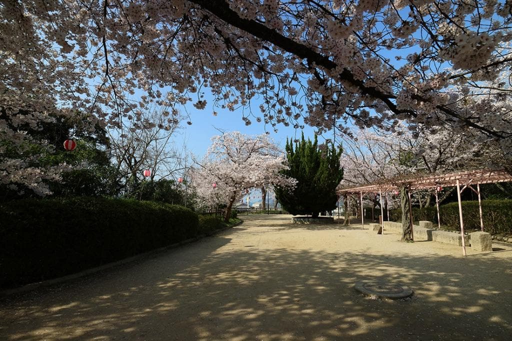 公園には桜が多くあります