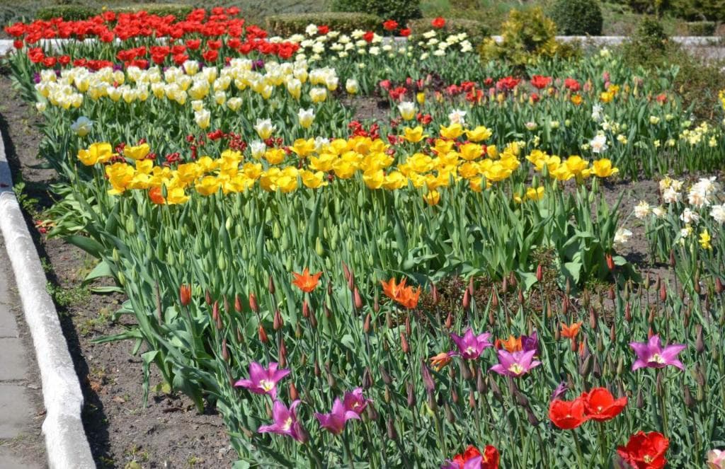 Весна в саду