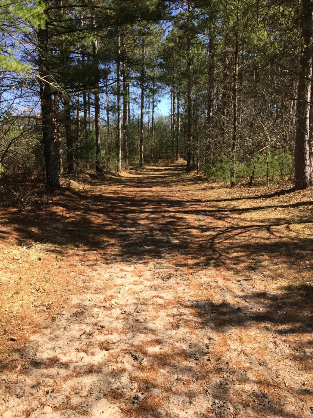 A woodland ski trail