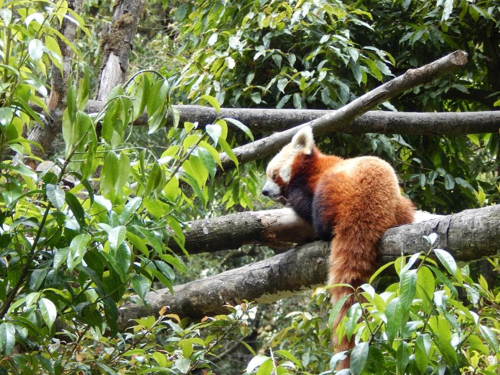 Red Panda