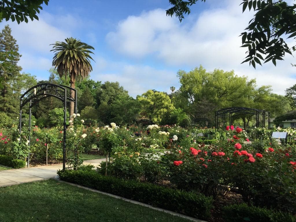 Beautiful updated rose garden.