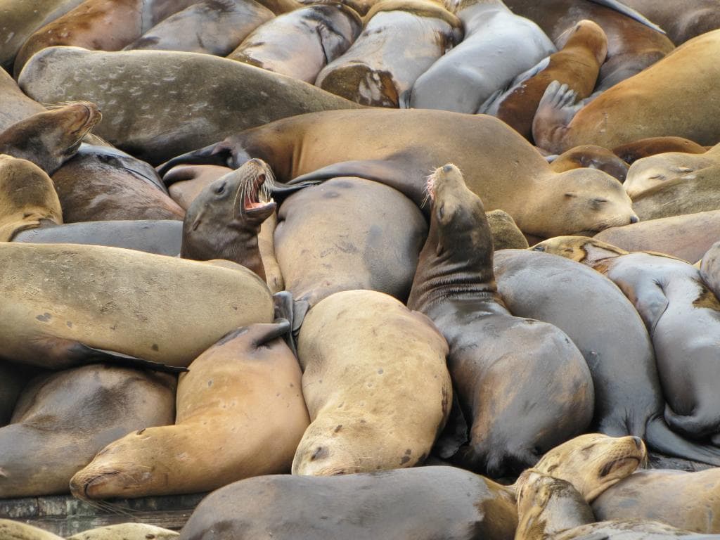 Piled on one another in the sun