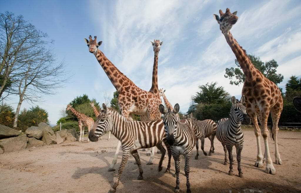 Our Rothschild's giraffe herd is extremely popular with all visitors.