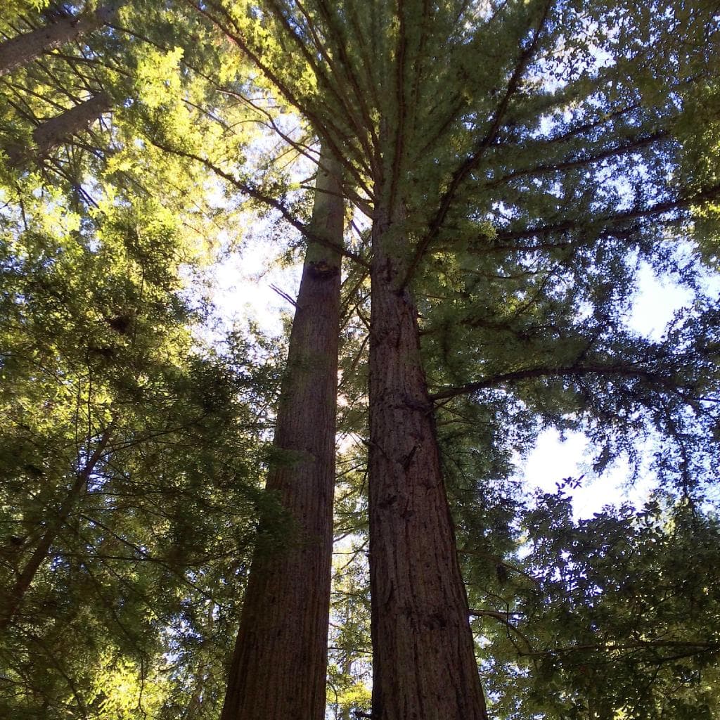 Skyline Trail, home to tall redwoods
