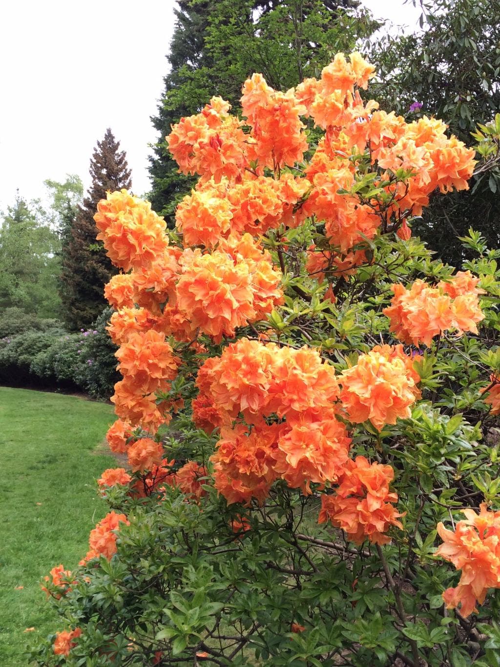 Amazing variety of colours