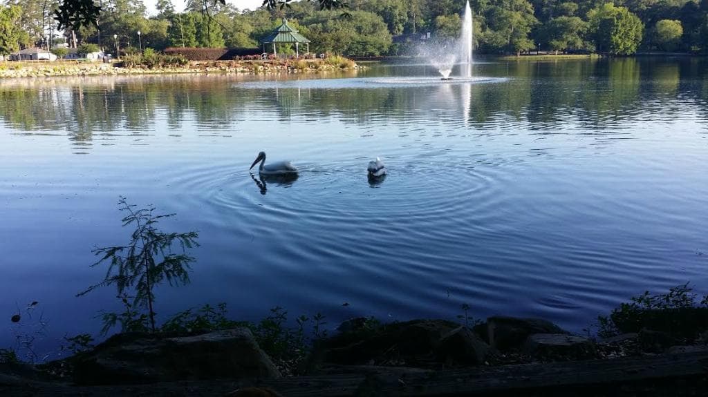 pelicans  at Lake Ella