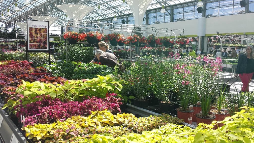 View of the plants on display