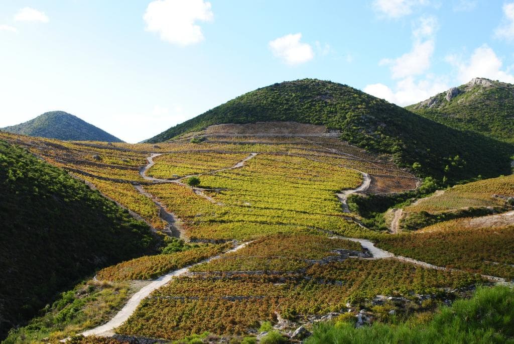 Miloš vineyards
