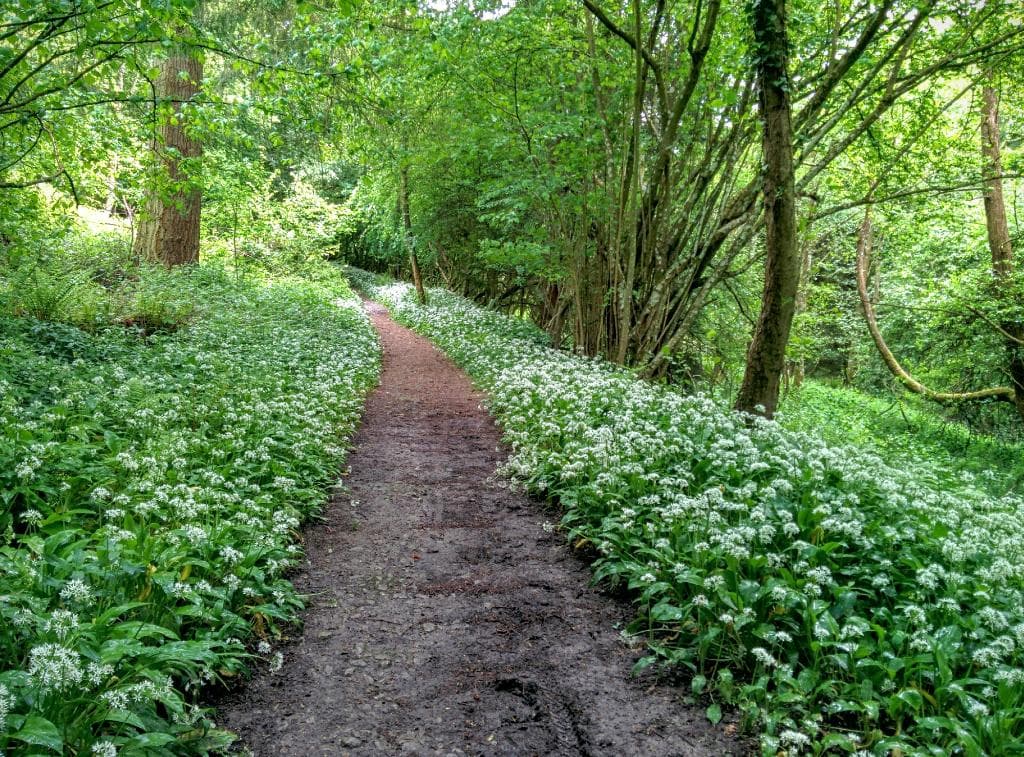 Walking through an avenue of wild garlic in Mortimer Forest