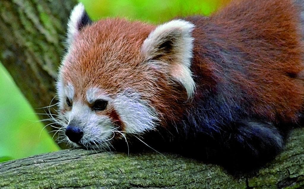 Red panda