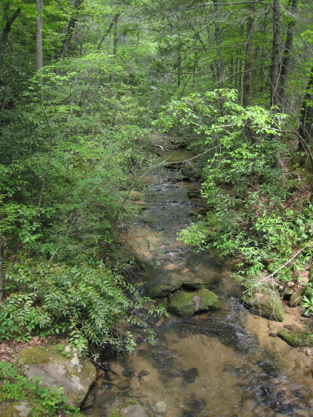 Buffalo Creek trail scenery