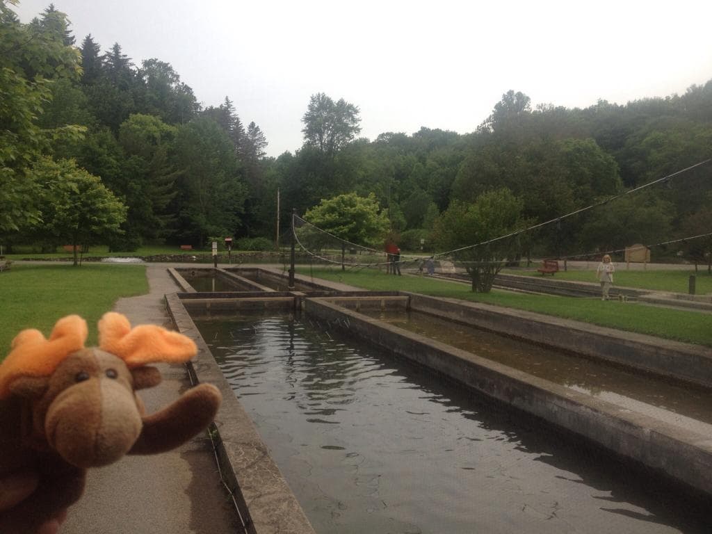 Feeding the trout and enjoying the park views