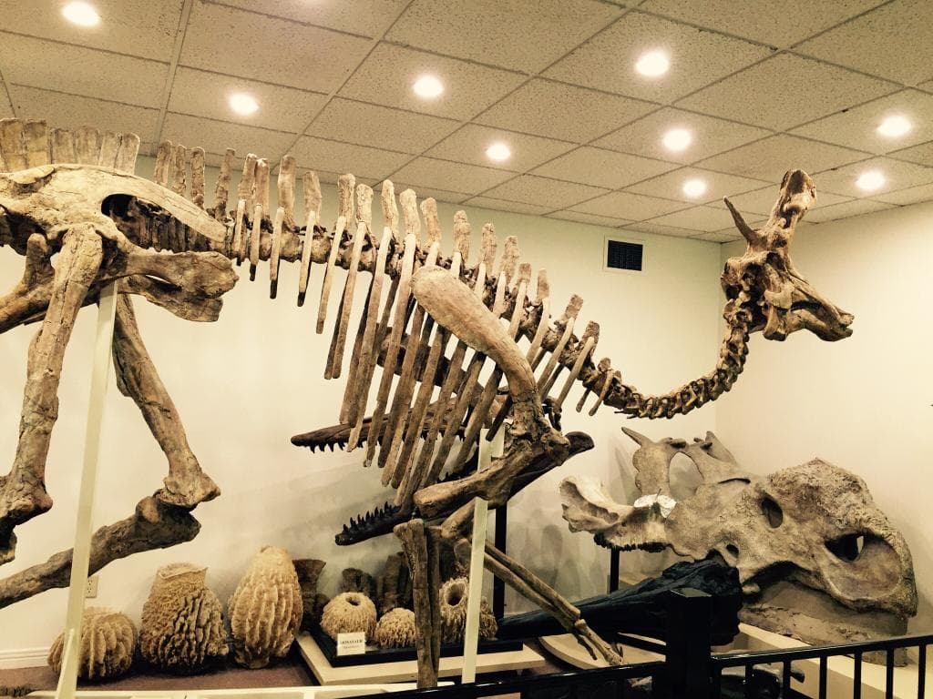 Stones & Bones Museum