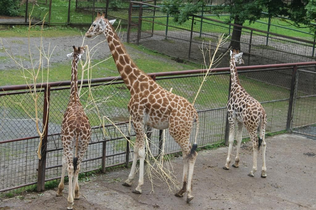 Изысканный бродит жираф