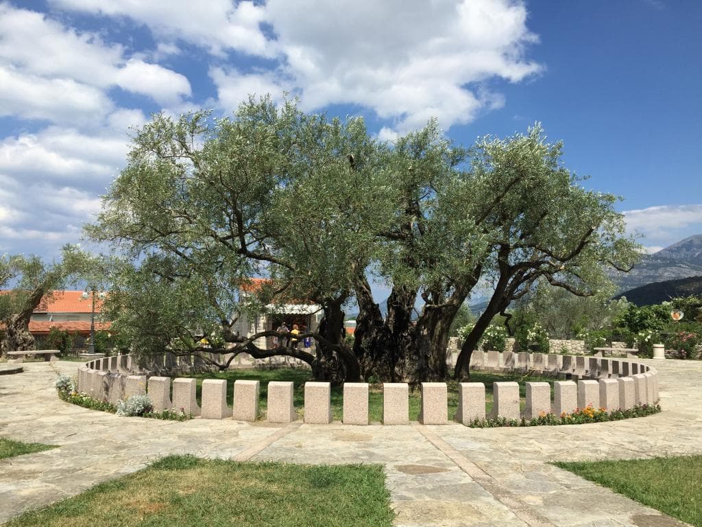 Old Olive Tree Mirovica