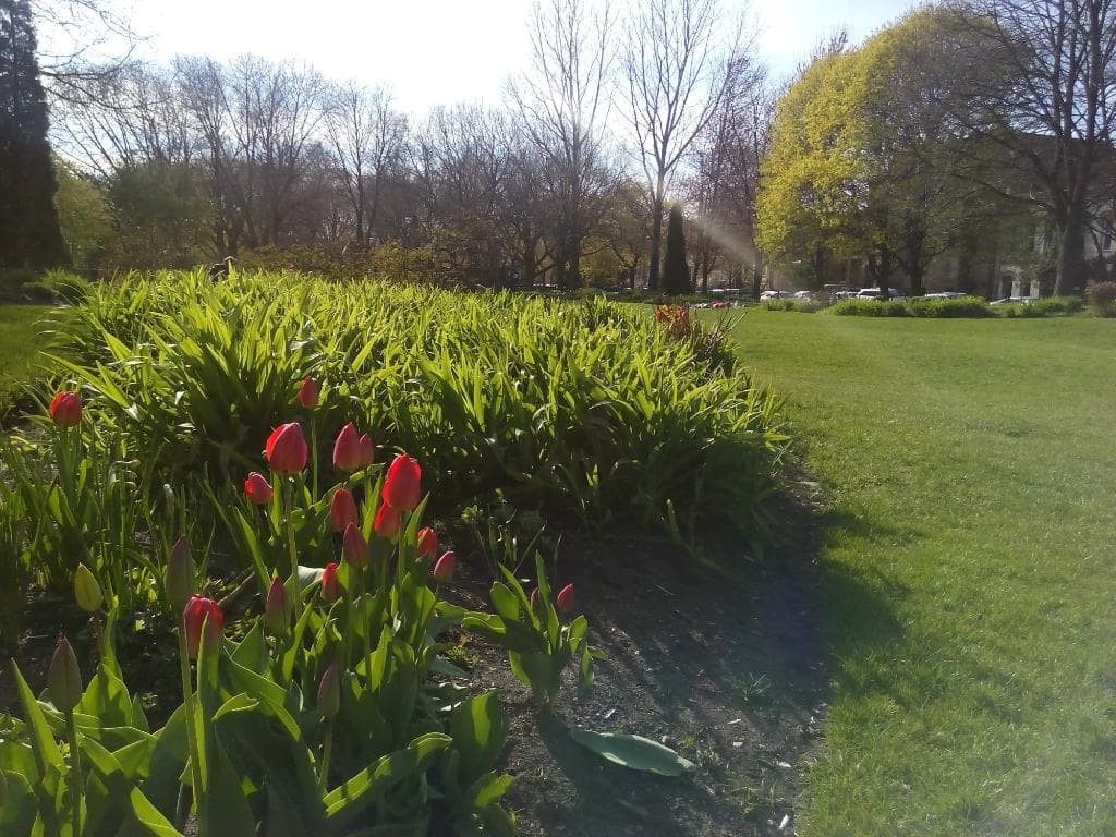 Чудесное весеннее Солнце и нежные цветы