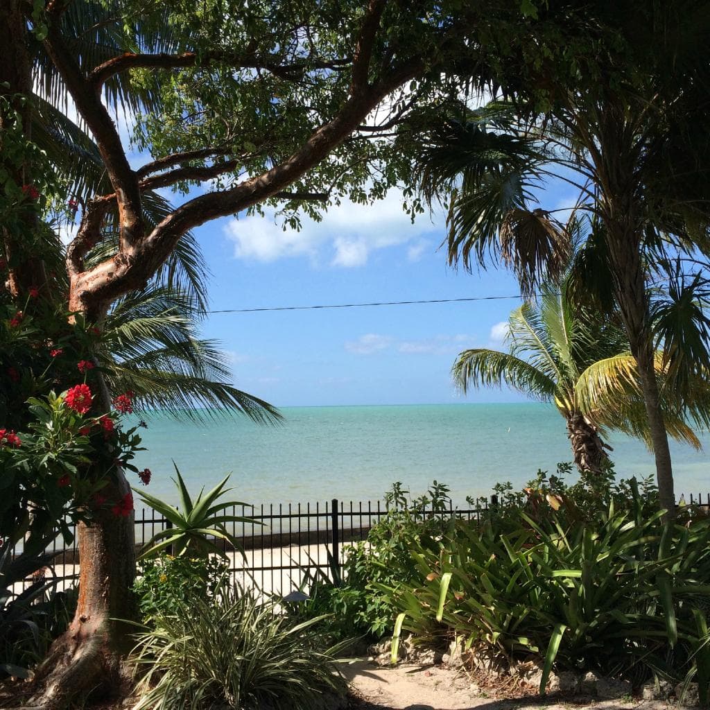 Oceanview through the trees