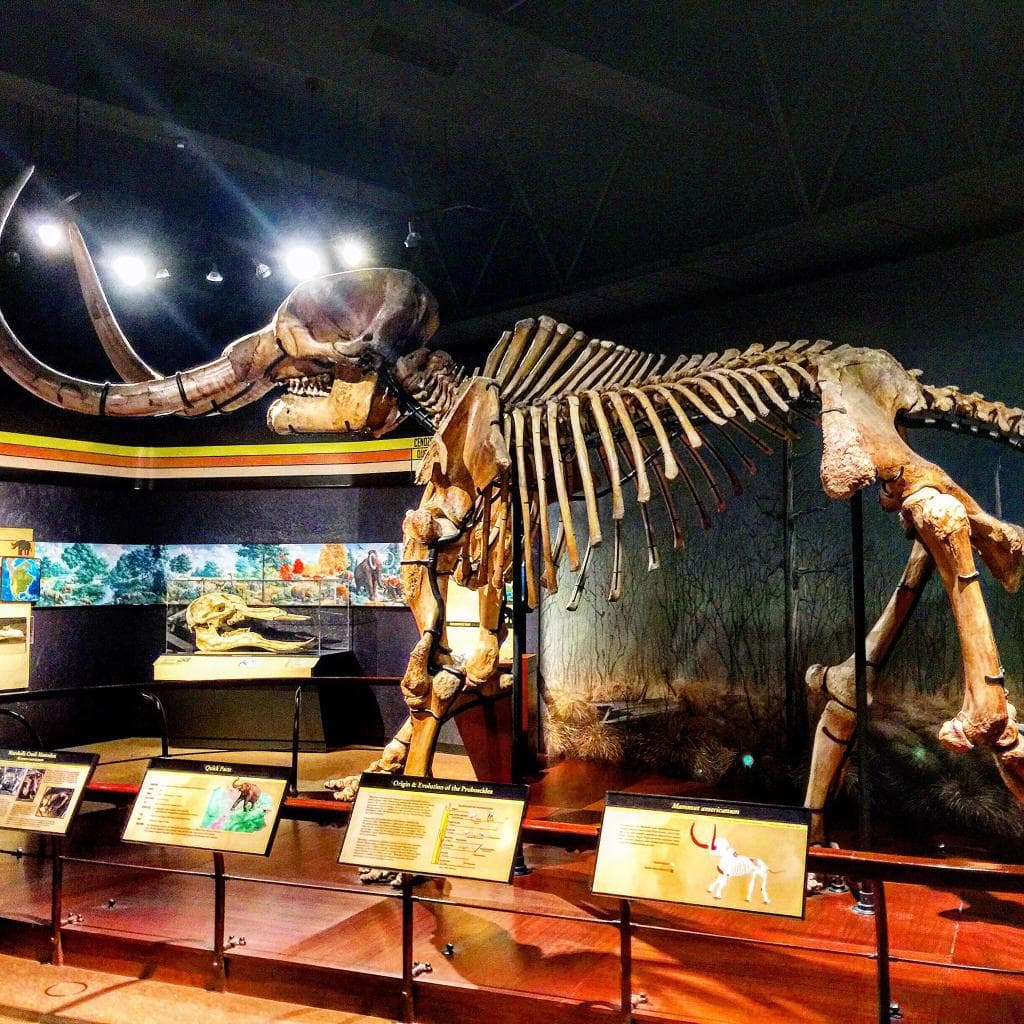 Bones!