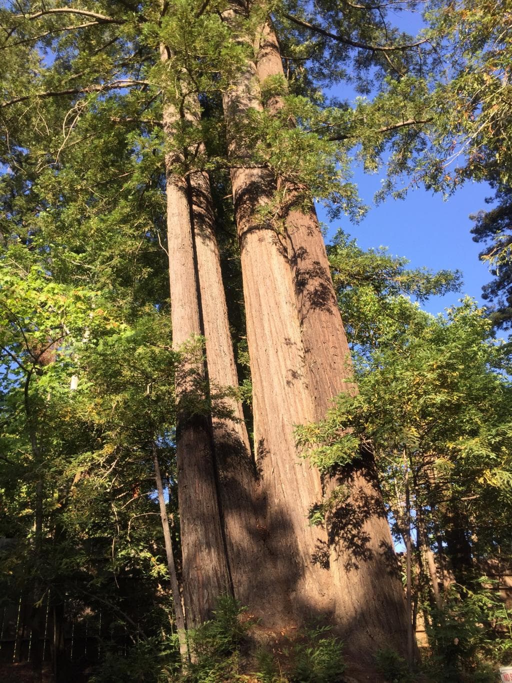 車の通り抜けにTRYしては?��
樹齢3000年��