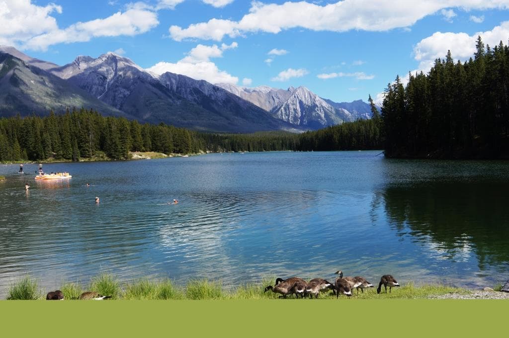 Ducks by the Lake
