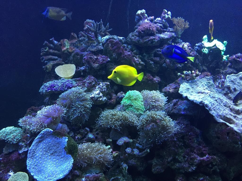 Visit the 63 Building Aquarium