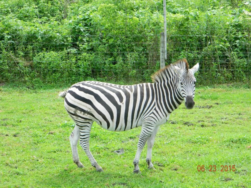 Beautiful zebra.