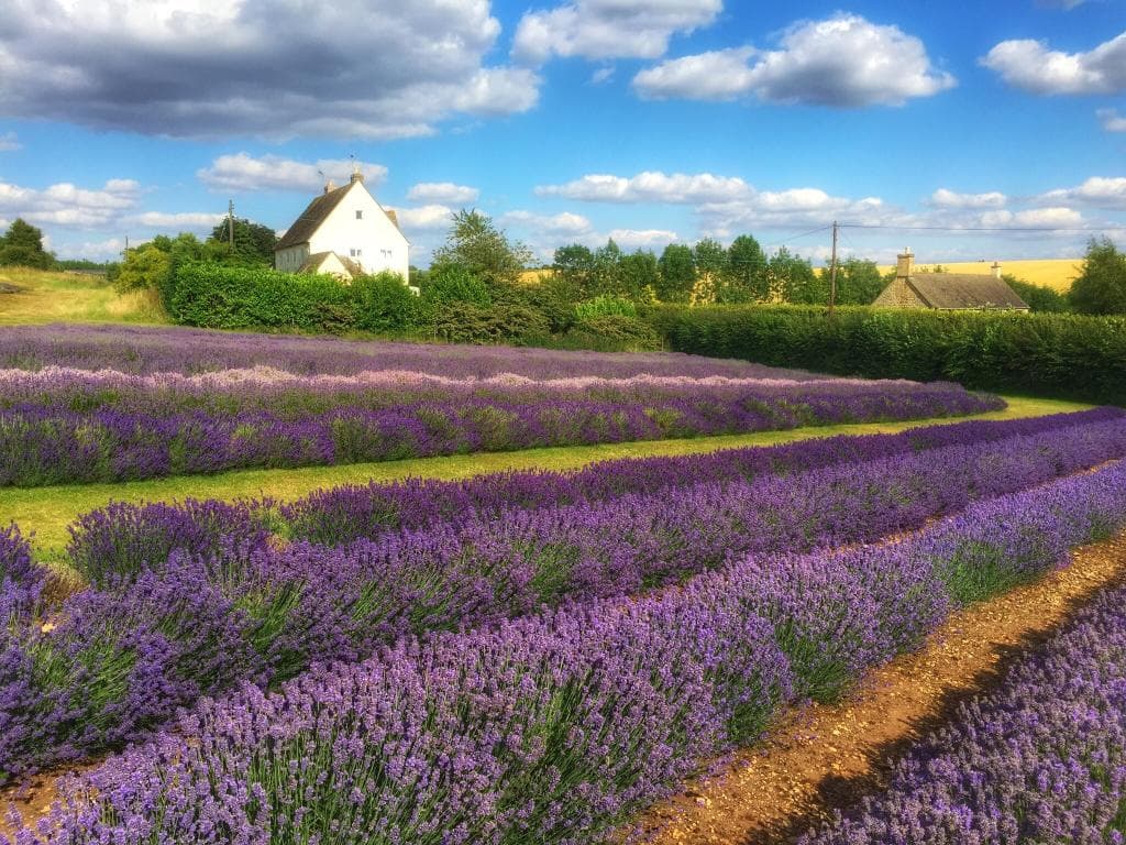 Cotswold Lavender