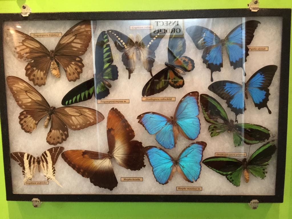 Butterfly collection